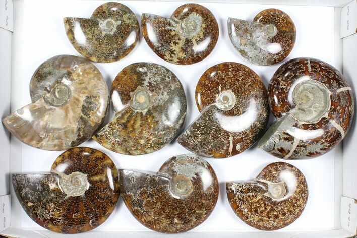Lot: Polished Ammonites ( - ) - Pieces #101602